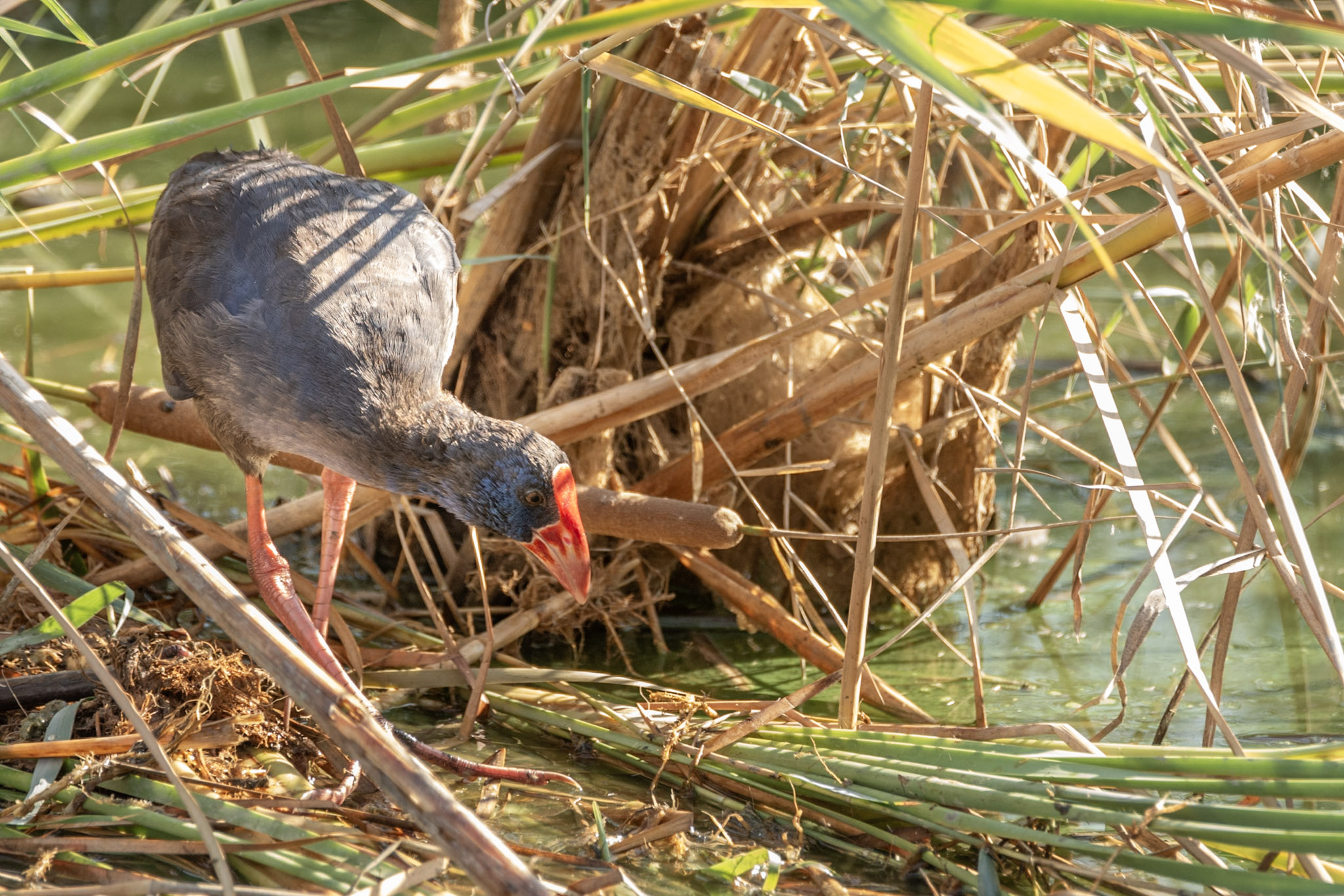 Purple Swamphen