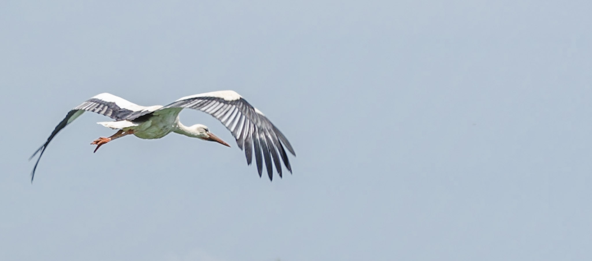 image from Aiguamolls Emporda