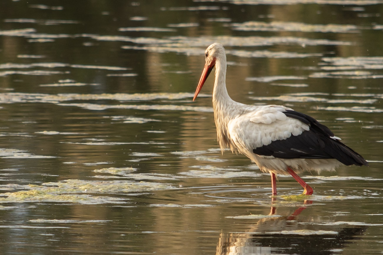 Stork in water