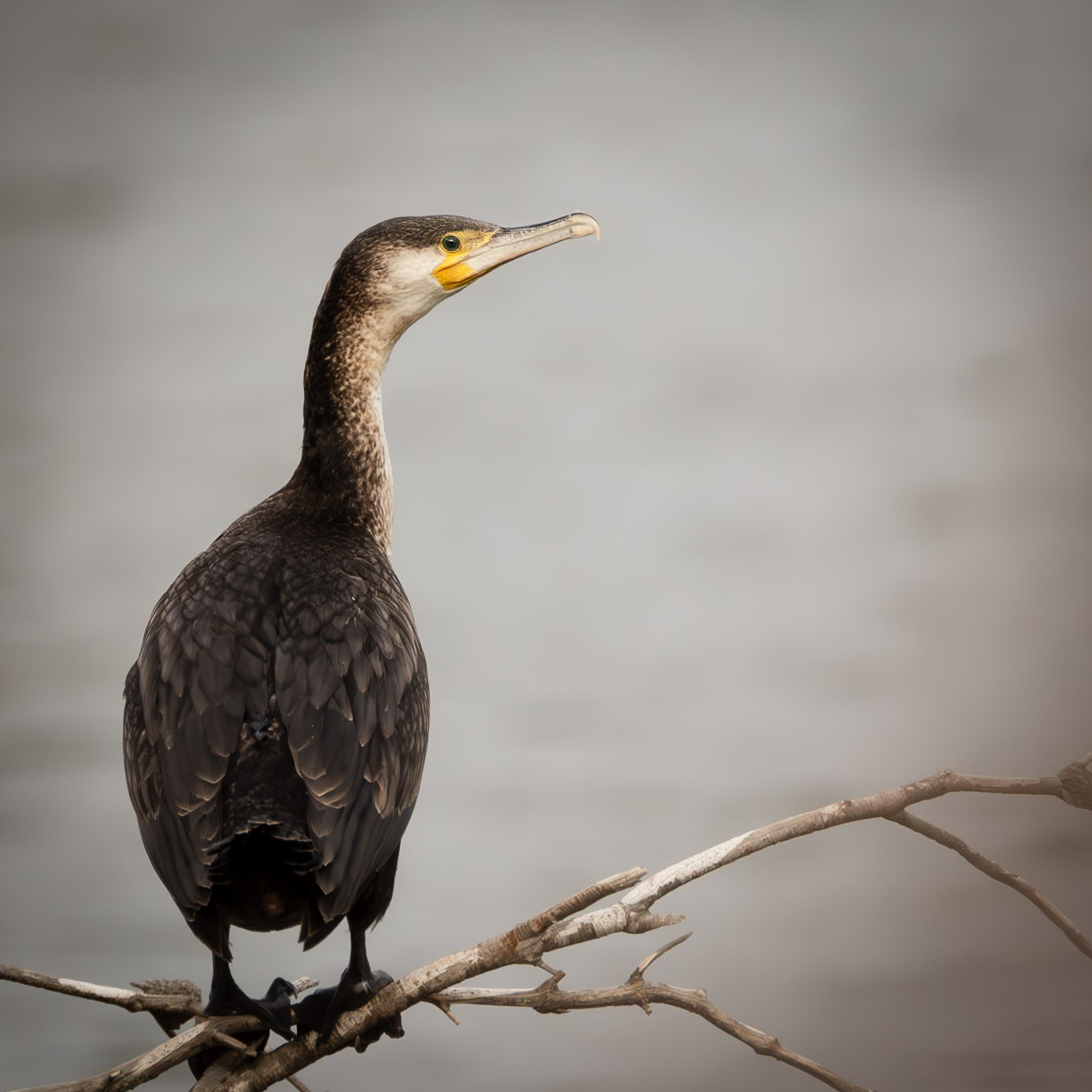 Cormorant on a Branch