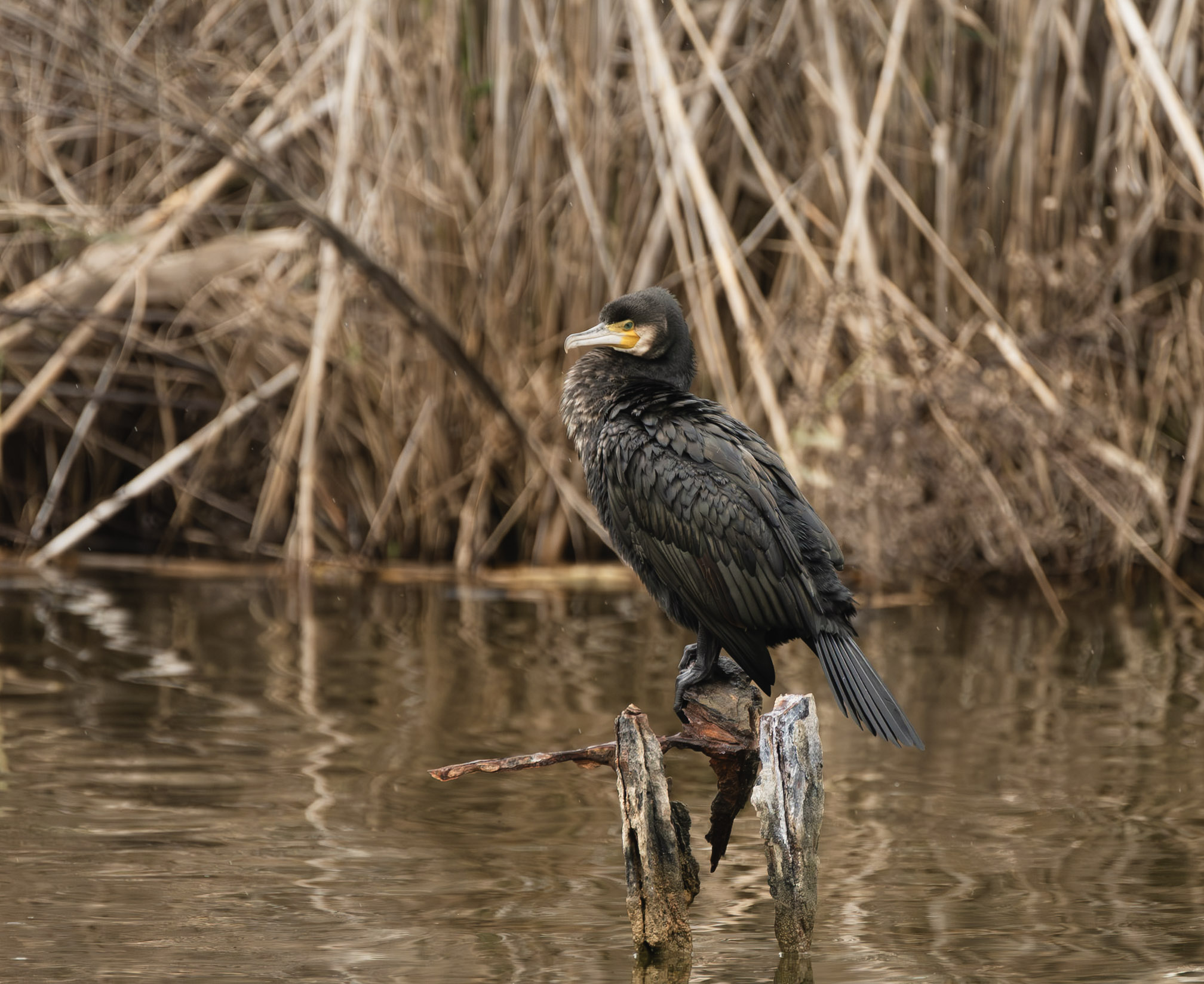 Cormorant on a Branch