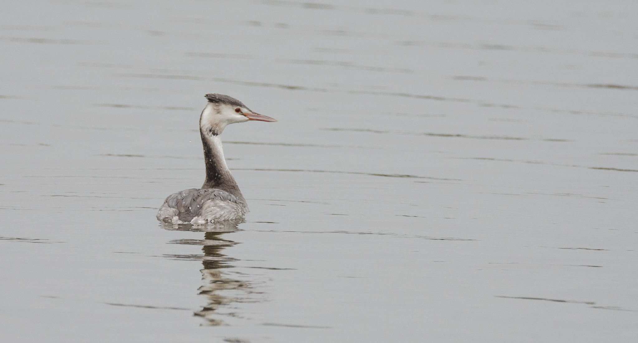 Grebe on the Water